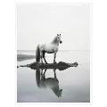 Majestic White Horse Reflection Minimalist Nature Canvas Print