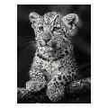 Little Leopard Cub on Branch Black and White Portrait