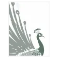 Elegant Minimalist Peacock Illustration In Sage Green