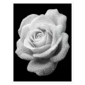 Black and White Rose Droplets Romantic Canvas