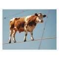 Cow On Tightrope Surreal Fine Art Blue