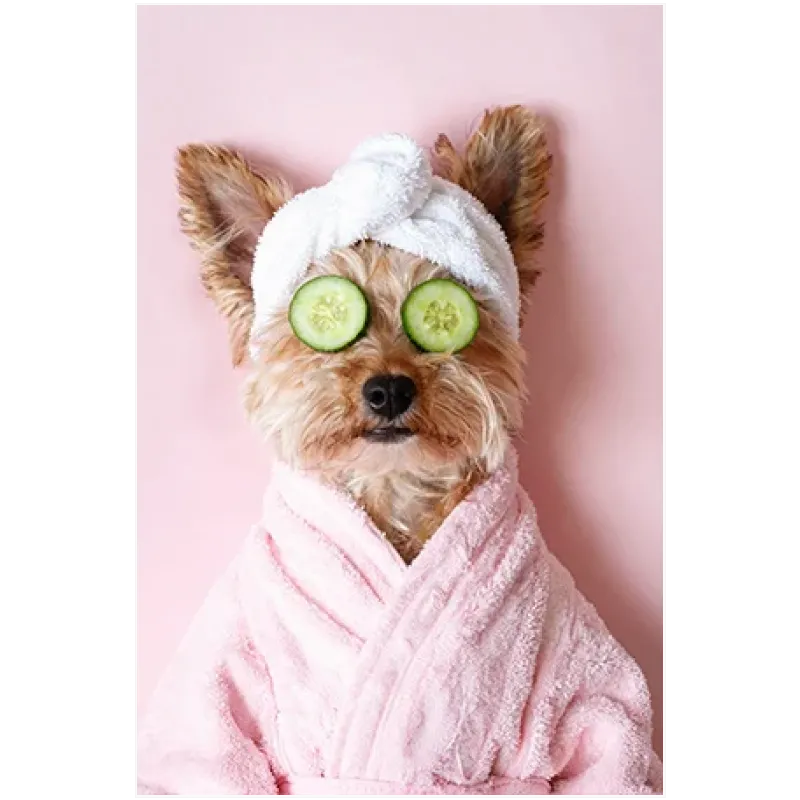 Σκύλος σε Spa Day με Ροζ Μπουρνούζι