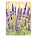 Λαβάνδα - Ακουαρέλα Φύση