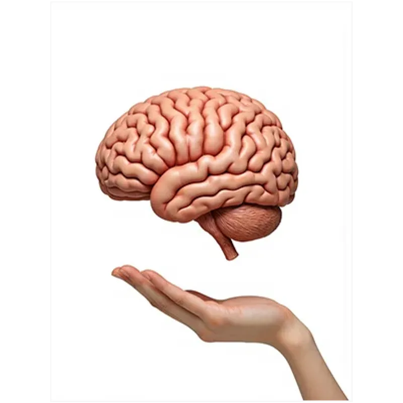 Ανθρώπινος Εγκέφαλος σε Χέρι 3D Minimal Ροζ
