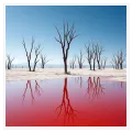 Bare Desert Trees With Vibrant Red Lake Reflection
