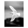 Majestic White Seagull in Flight Fine Art Monochrome
