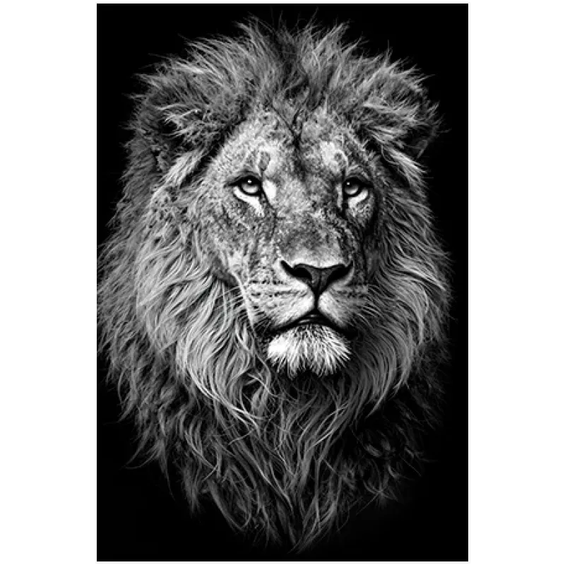 Πορτραίτο Λιονταριού Επιβλητικό Ασπρόμαυρο Κοντινό Πλάνο