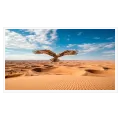 Majestic Eagle Flying Over Golden Desert Dunes