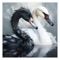 Black and White Swan Harmony Artwork