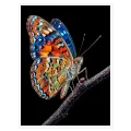 Vibrant Colorful Butterfly on Branch Black Background Canvas Art