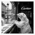 Polar Bear at Cartier Boutique Black and White Art Canvas