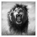 Roaring Lion Dynamic Black and White Wildlife Artwork